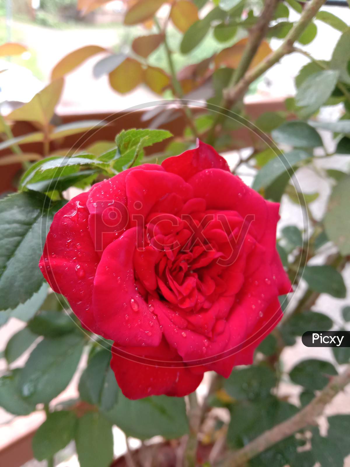 Very Beautiful Rose