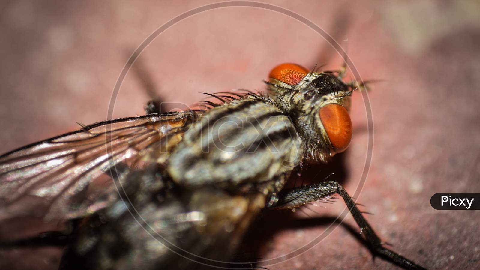 A fly macro photography sitting on a brick