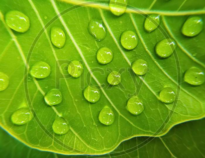 Green bodhi leaves dew drops