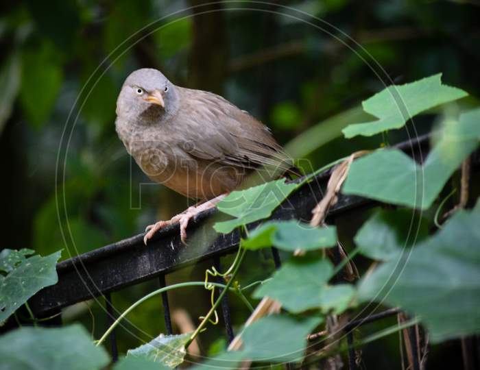 Grey bird is standing on a fence looking very attractive during summer