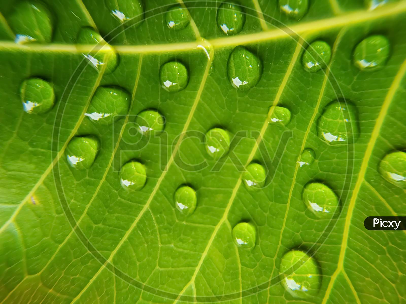 Full frame shot of water drops on green bodhi leaf