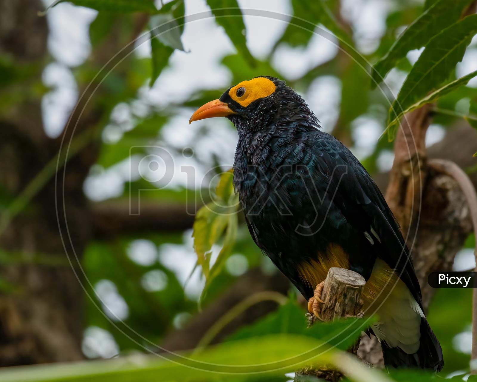 Yellow-faced Myna (Mino dumontii) perched on branch
