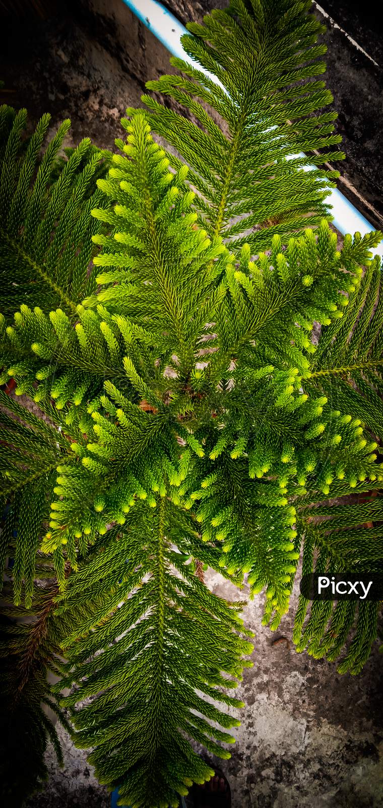 A different perspective of clicking the shot of a fern