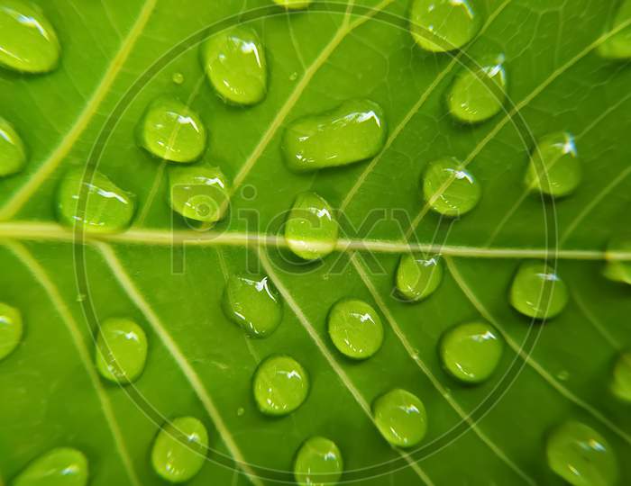 Green bodhi leaves with dew drops