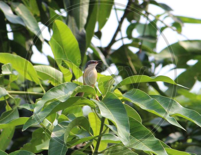Small Bird Ashy Prinia Or Ashy Wren Warbler perched on a tree