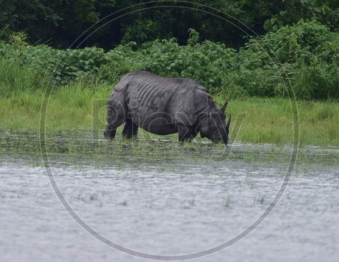Kaziranga:One Horned Rhino On A High Ground Inside The  Kaziranga National Park in Assam on june 26,2020.