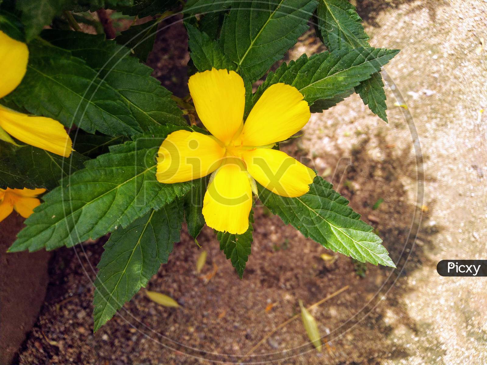 Yellow flower in green leaves