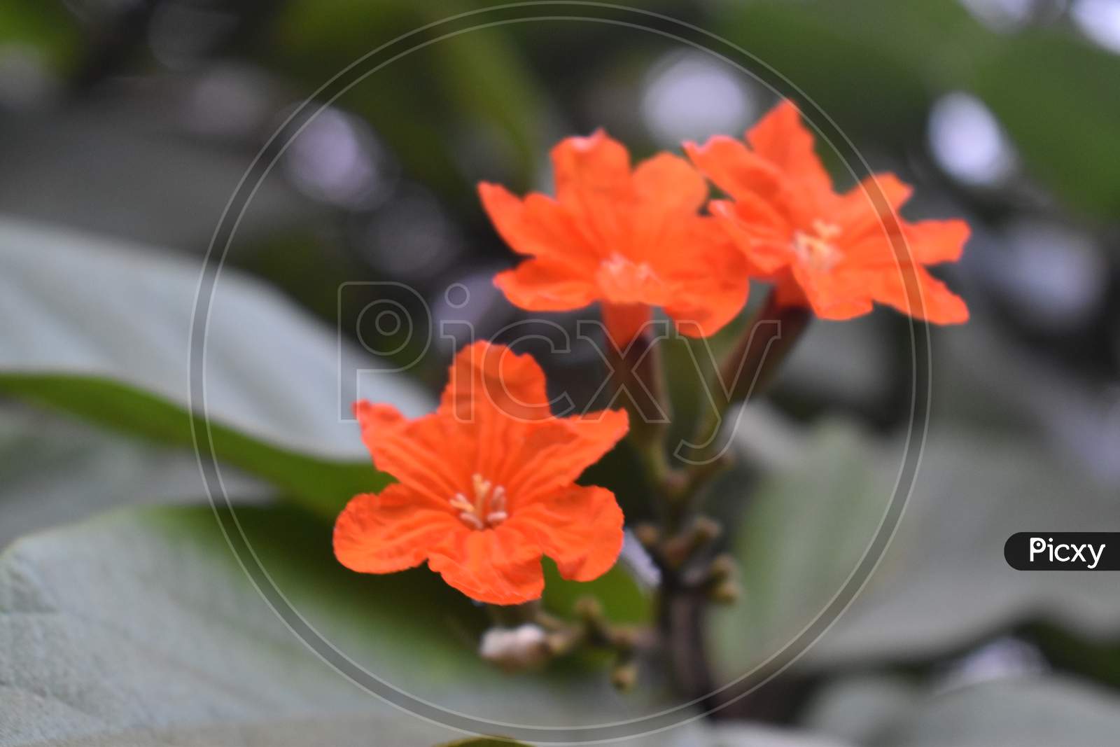 Image of orange flowers on a bush in a garden.-LX738567-Picxy
