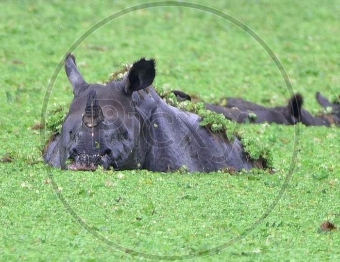 One-Horned Rhino Swims Through Flood Waters In Kaziranga National Park in Assam on june 26,2020.