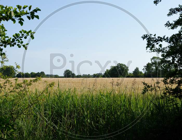 Idyllic Summer  Field Of Golden Wheat. Crop Ready For Harvest In England.