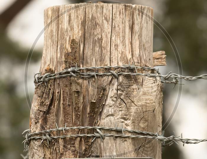 Weathered Fence Post Wrapped With Barbed Wire, Close Up.