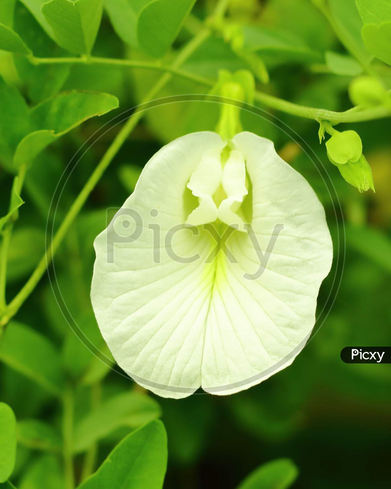 white Clitoria ternatea flower is blooming in tree.