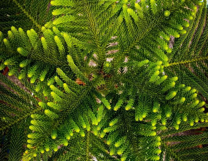 A different perspective of clicking the shot of a fern