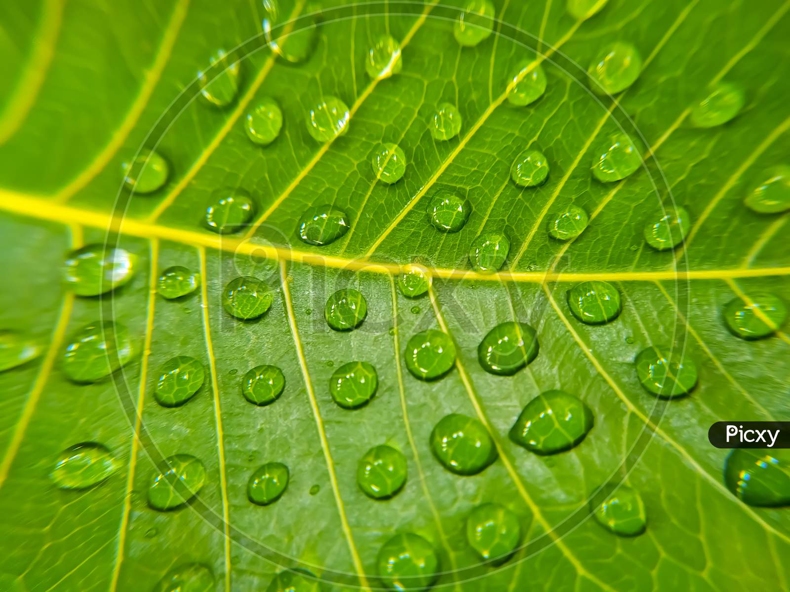 Green bodhi leaf with water droplets