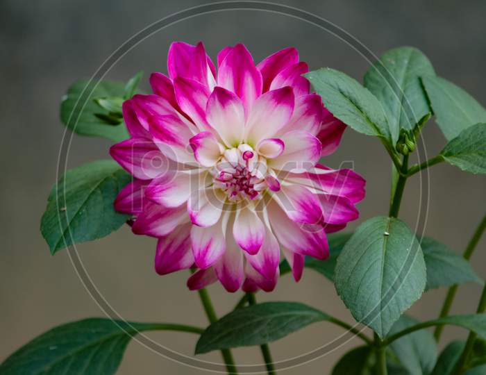 Dahlia Flower With Blurry Background