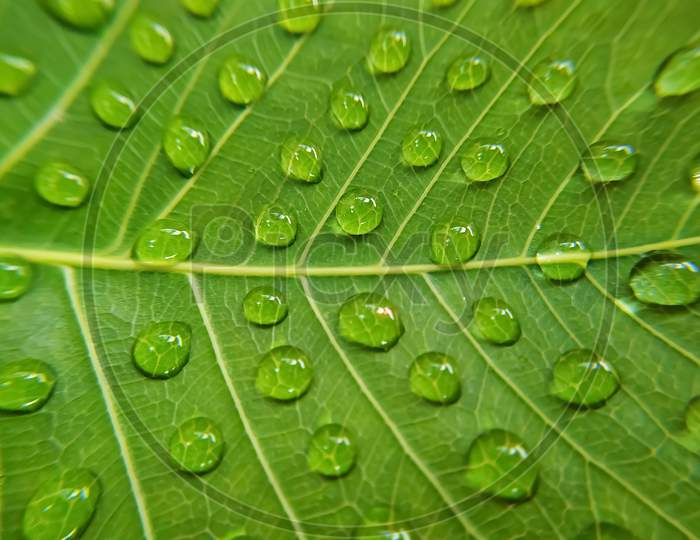 Green bodhi leaf with drops of water