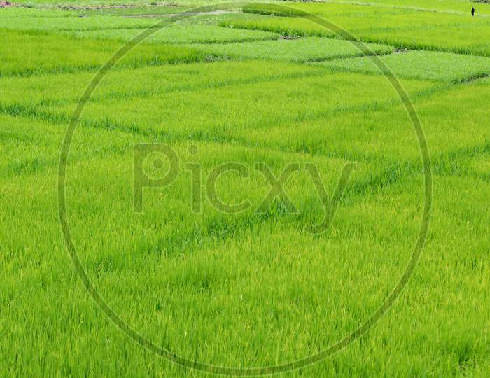 Rice Seedbed With Full Grown Rice Plants
