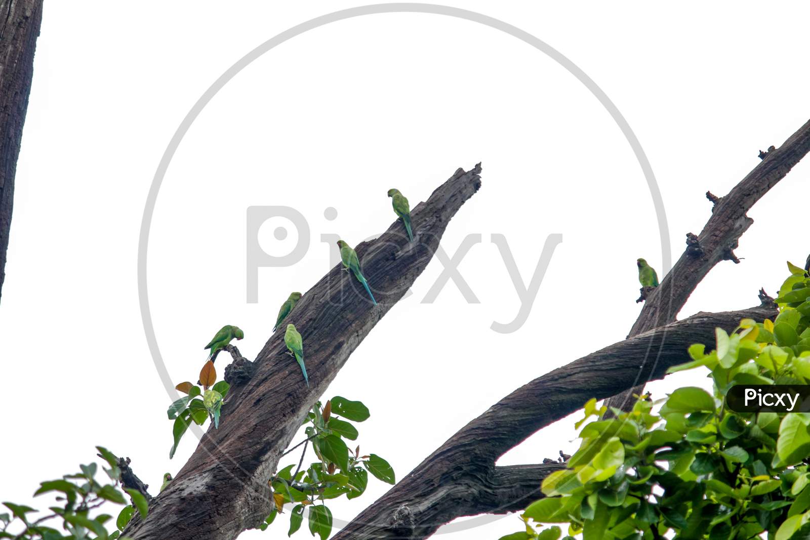 Group Of Parrots On Dead Tree Branch
