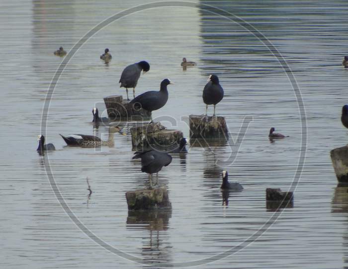 WATER BIRDS IN THE LAKE