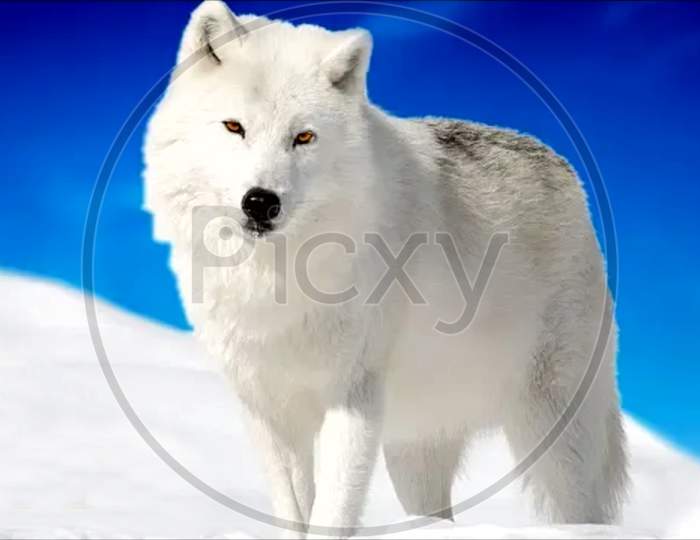 arctic wolf in snow