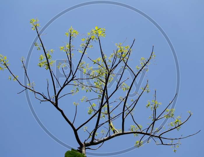 Triangle Shape Tree Top With New Born Leaf & Blue Sky