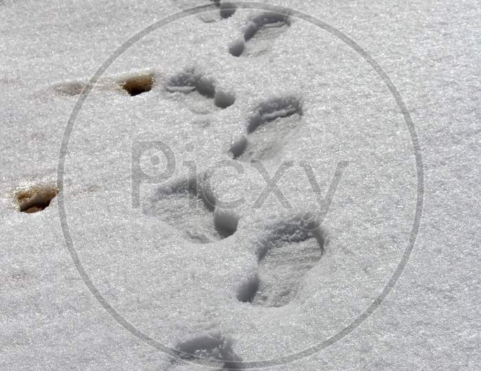 Footstep On Snow