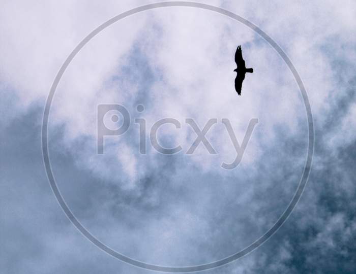 A Bird Flying On It'S Path Seperated By The Colour Of Clouds On A Rainy Day