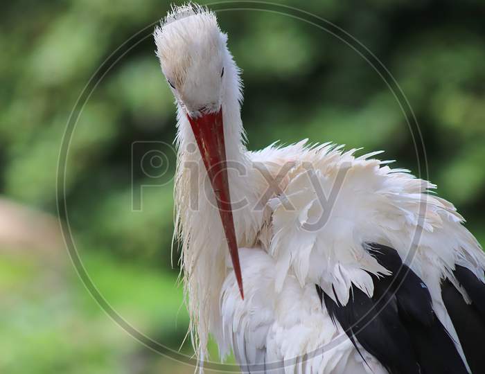 Beautiful Crane Birds In A Detailed Close Up View On A Sunny Day In Summer