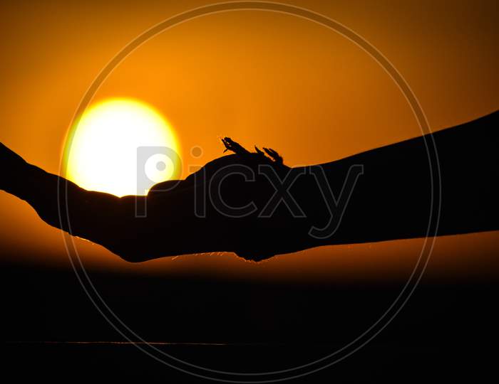 Silhouette of hand during sunset