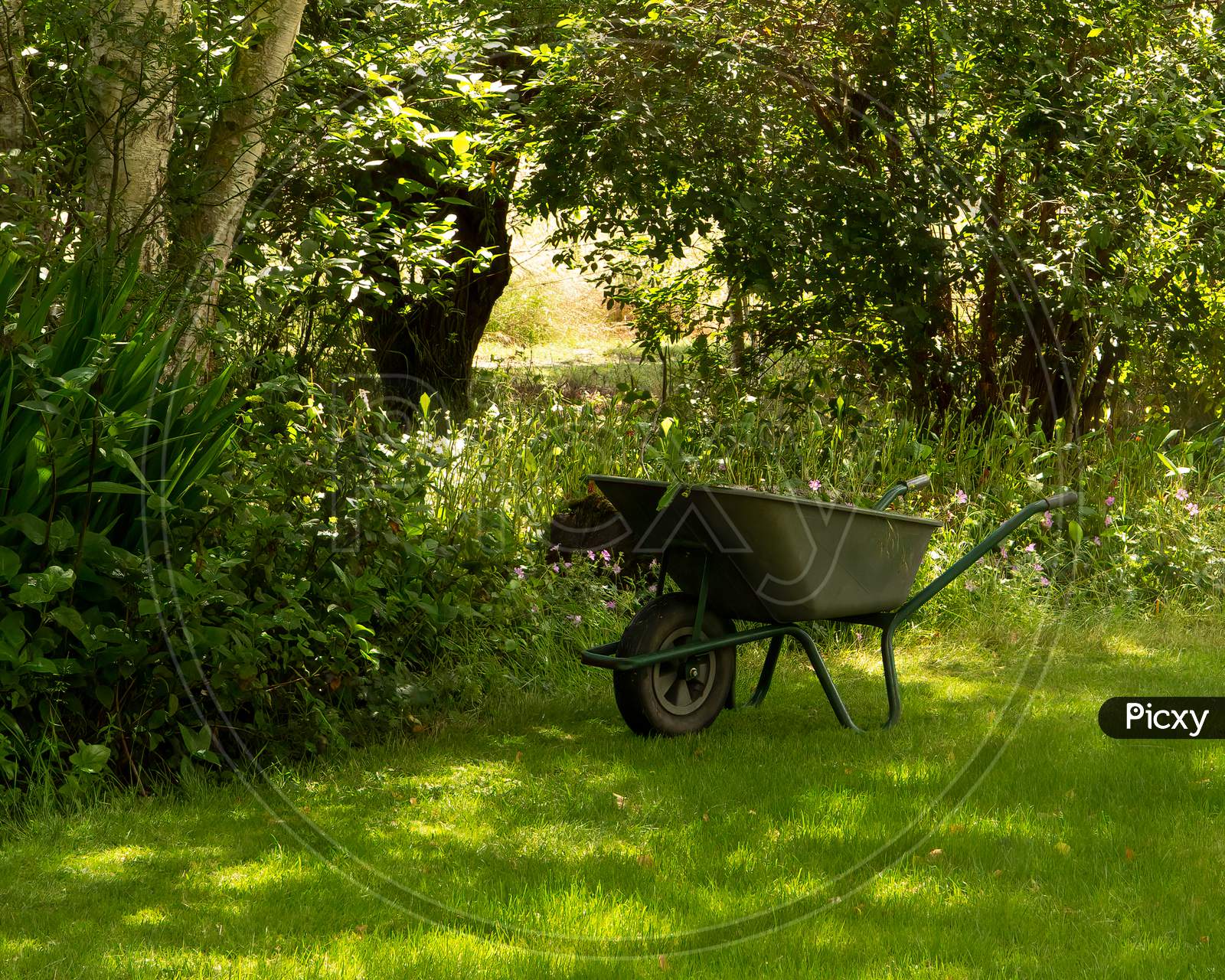 Wheelbarrow full of  weeds  in garden. No people. Concept of garden recreation and helping environment