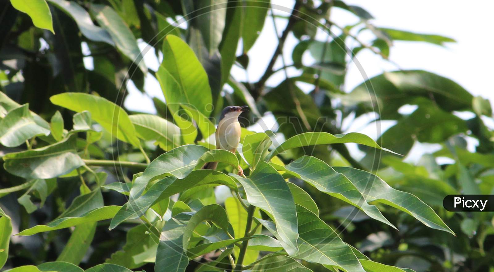 Small Bird Ashy Prinia Or Ashy Wren Warbler perched on a tree