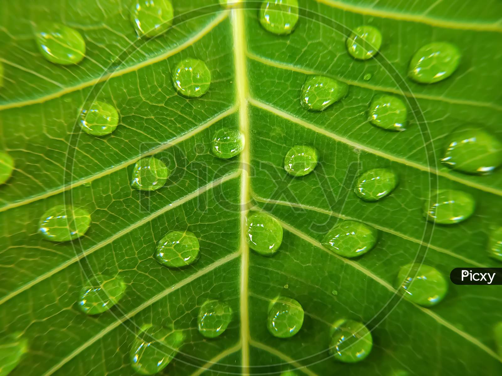 Water droplets on green bodhi leaf