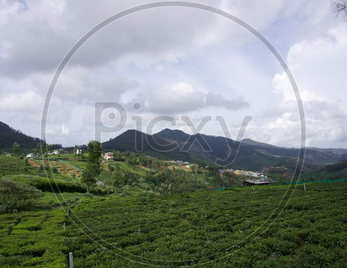 Landscape with tea garden and clouds and blue sky