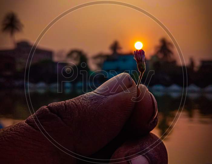 A different perspective of sunset observed by holding a tiny flower