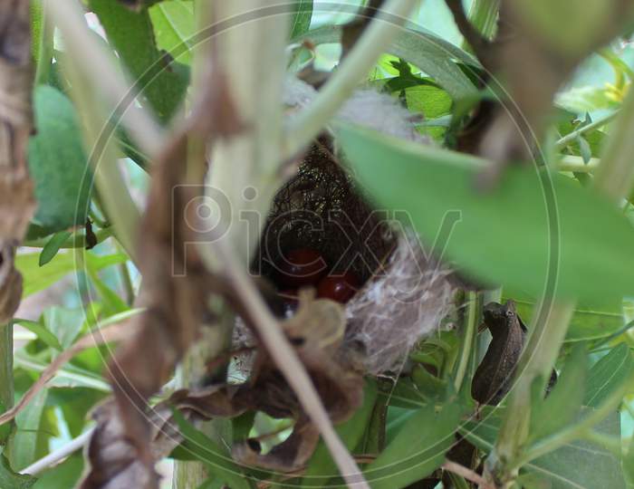 hidden nest of a bird with small colorful eggs