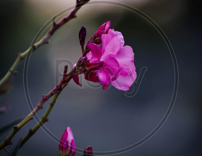 A very beautiful pink color flowers with leaves