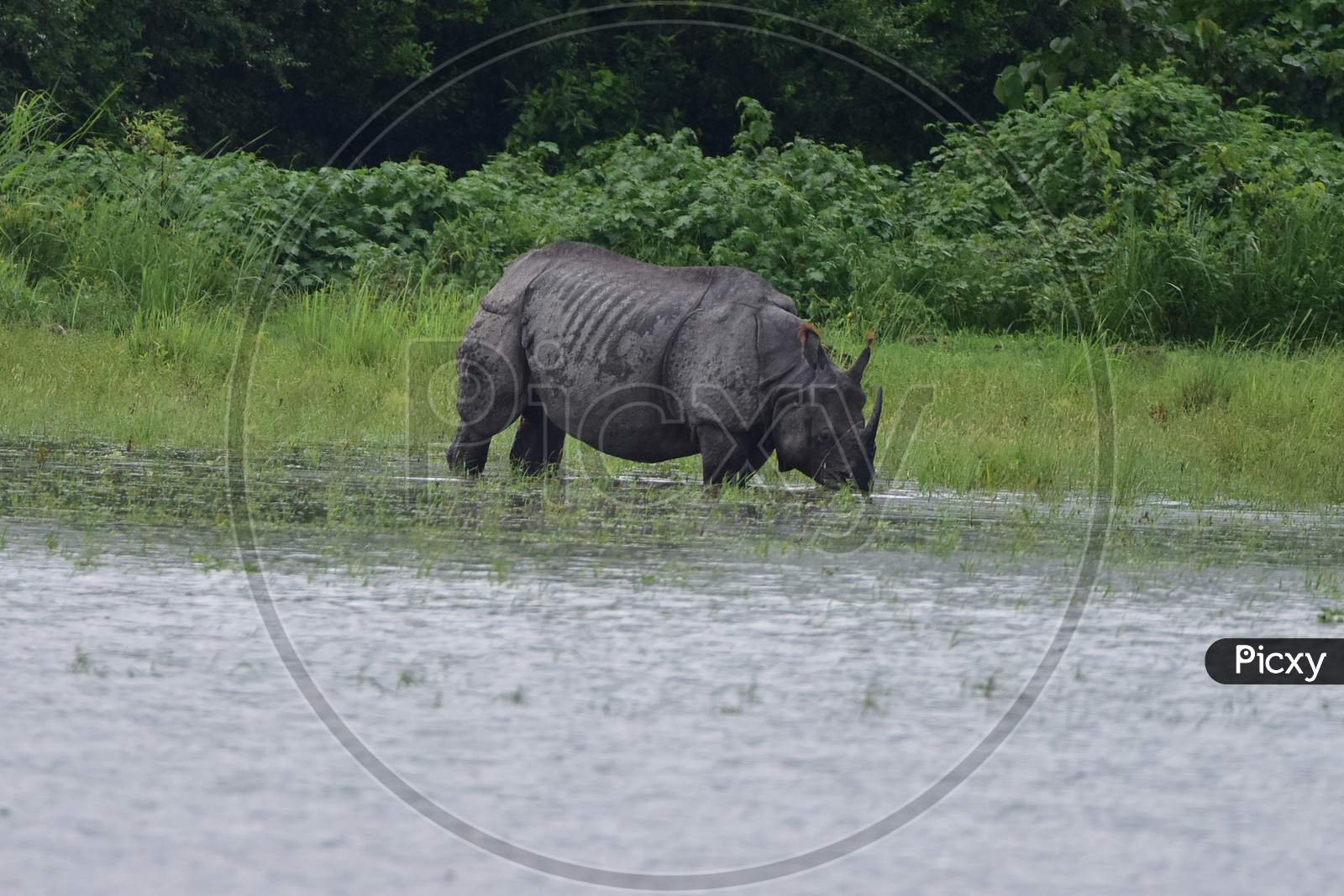 Kaziranga:One Horned Rhino On A High Ground Inside The  Kaziranga National Park in Assam on june 26,2020.