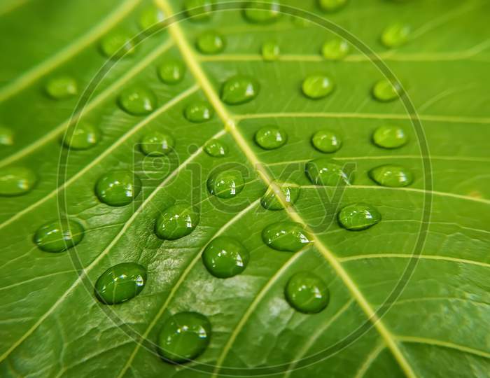 Green bodhi leaf with water droplets