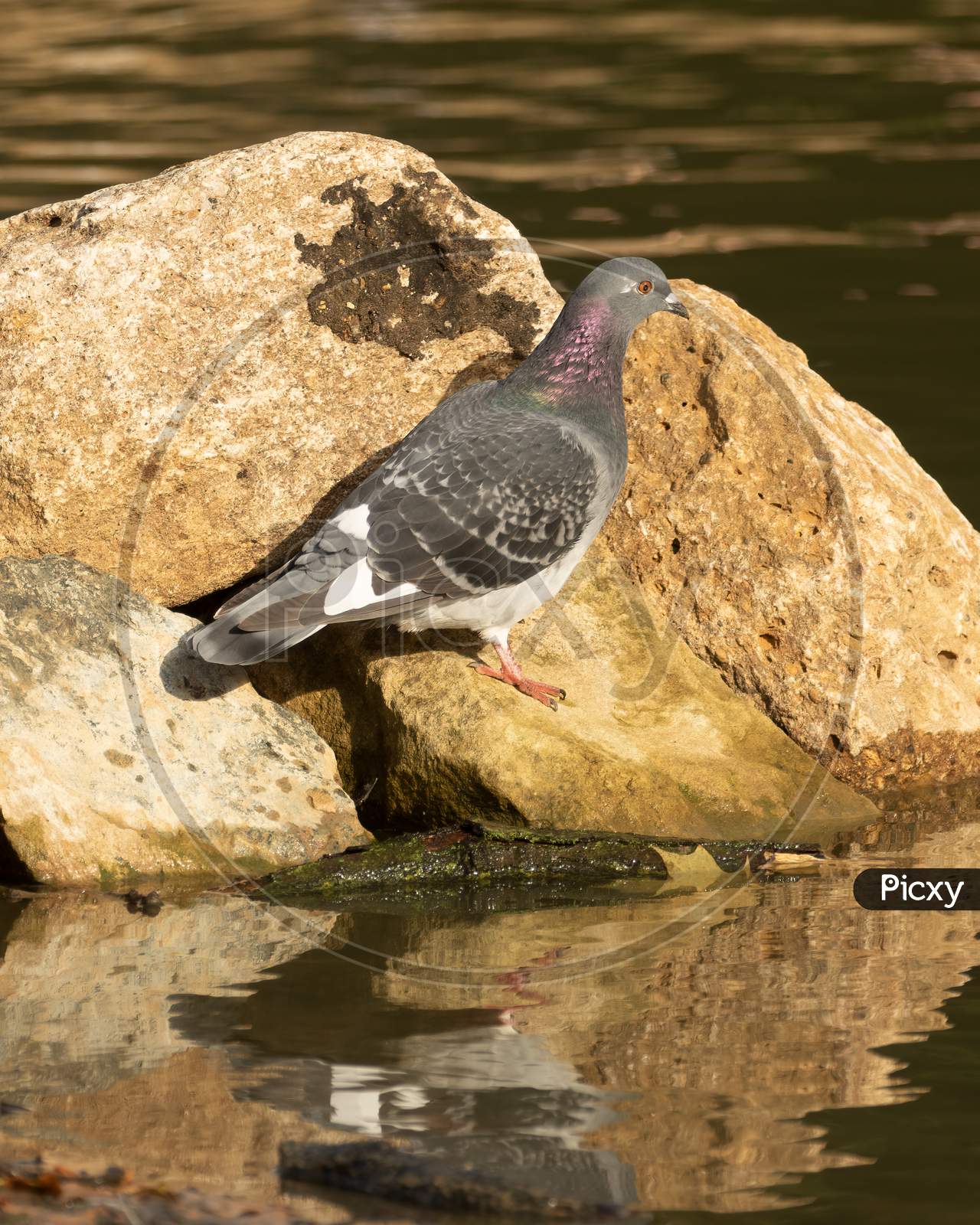 Feral Pigeon (Columba Livia Domestica) On Rock By Lake