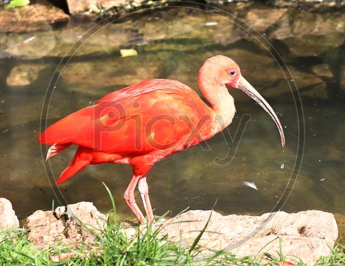 Colorful Pink Flamingo Bird In A Close Up View On A Sunny Summer Day