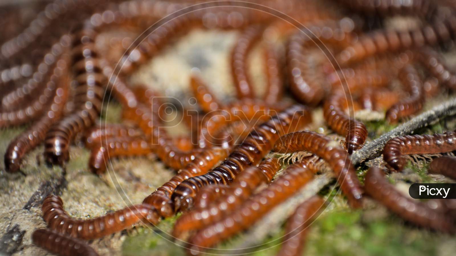 Hundreds of centipede Macro photography