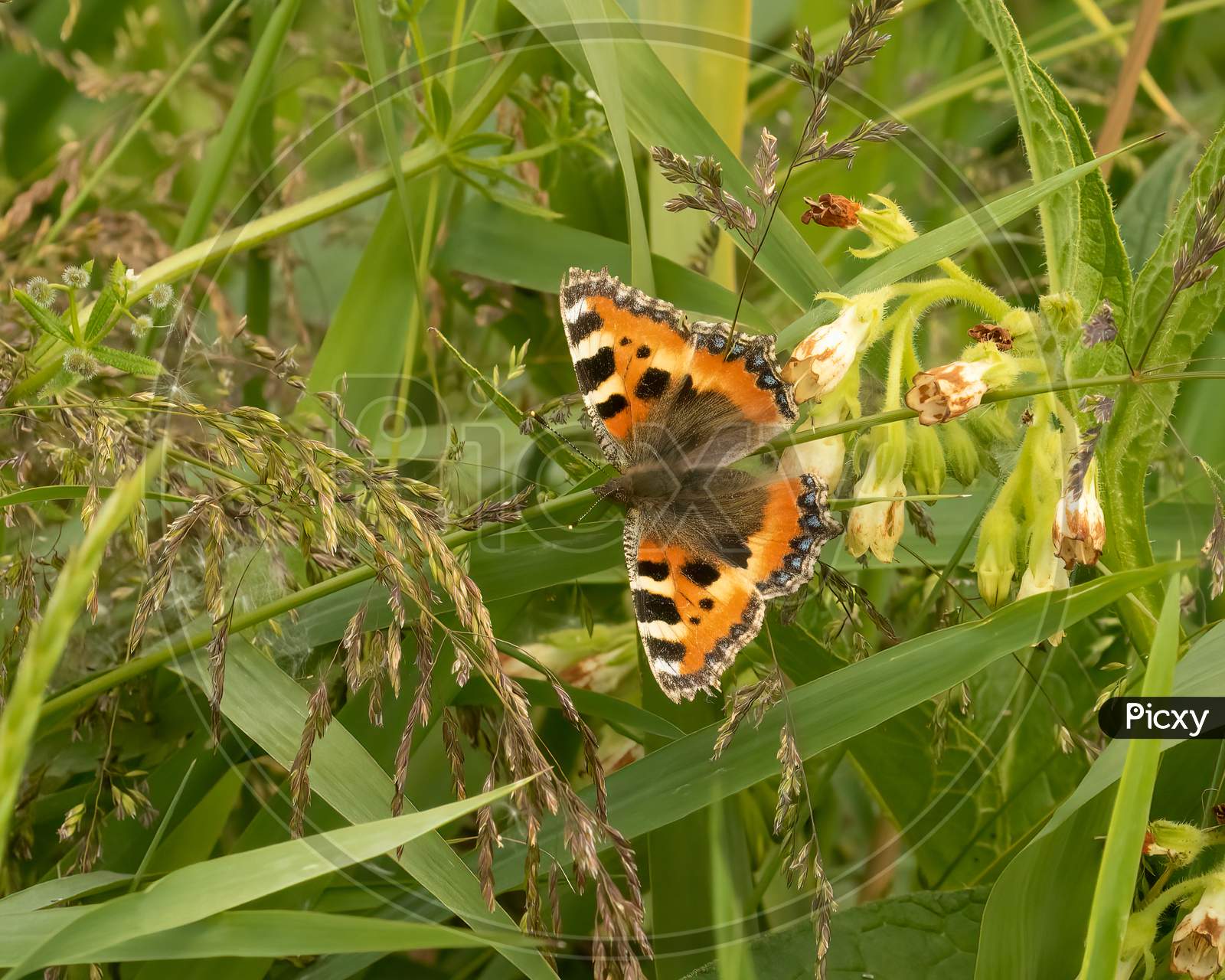 Butterfly Small Tortoiseshell, Aglais Urticae, Among Most Well-Known Garden Butterflies In UK.