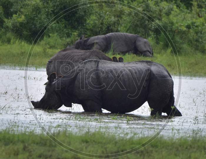 Kaziranga:One Horned Rhinos On A High Ground Inside The  Kaziranga National Park in Assam on june 26,2020.