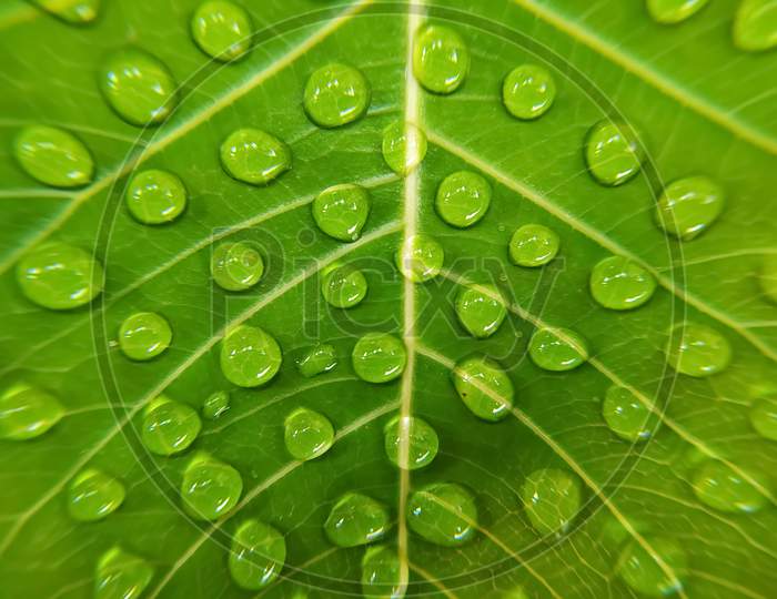 Full frame shot of water drops on green