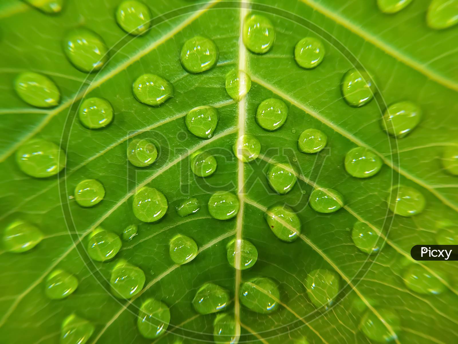Full frame shot of water drops on green