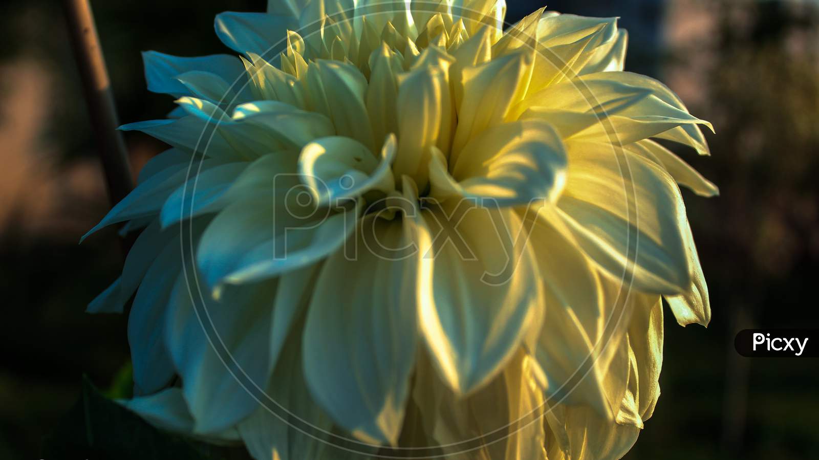 Macro Shot Of A Beautiful Flower In A Garden Around Sunset Time