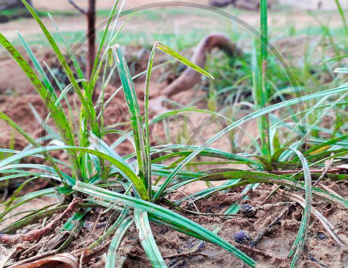 Closeup Of Weed Or Grass Long Leaves In Wet Soil