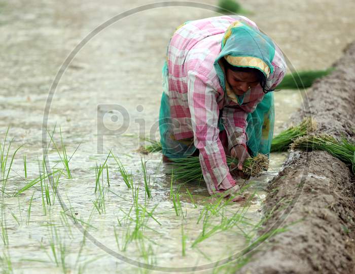 Farmers Plant Saplings In A Paddy Field After Monsoon Rains On The Outskirts Of Prayagraj, June 26, 2020.