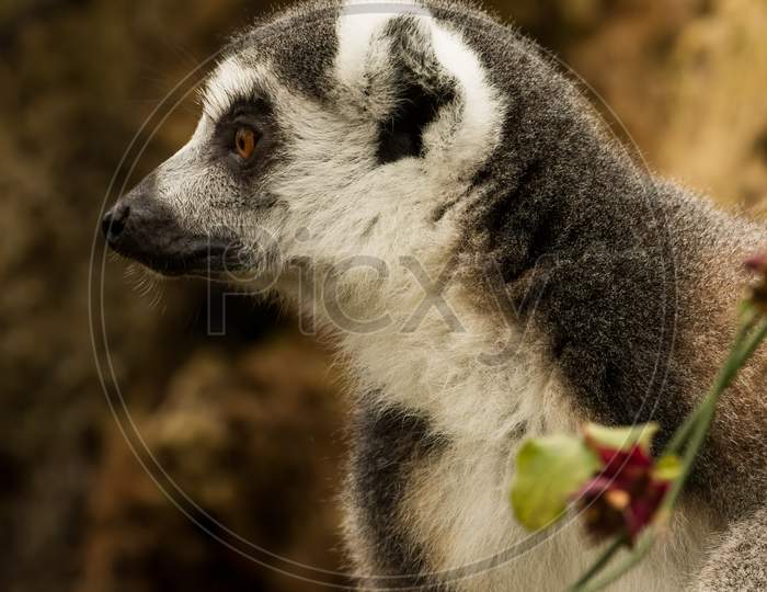 Ring-tailed Lemur (Lemur catta) holding flower vine looking to left