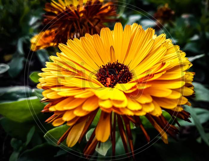An aesthetic view of a sunflower